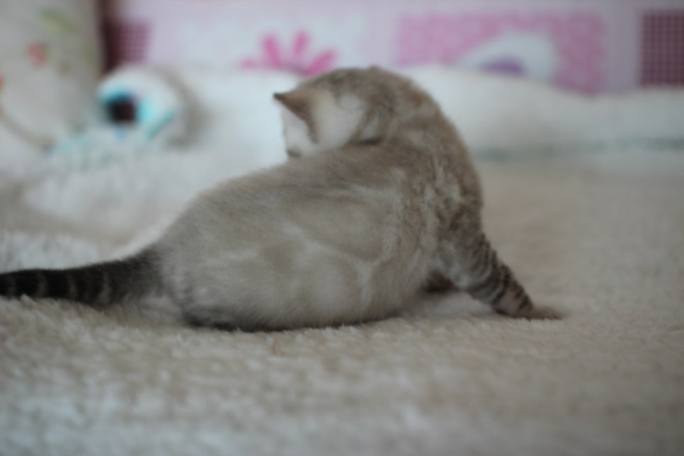 실링스 뱅갈고양이 남아 오늘 모습~ 관련 이미지 9