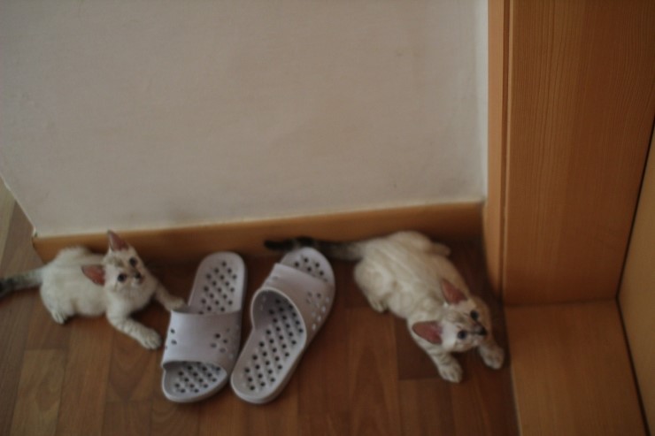 뱅갈고양이 꼬맹이들 생식이 좋아요~ 관련 이미지 2