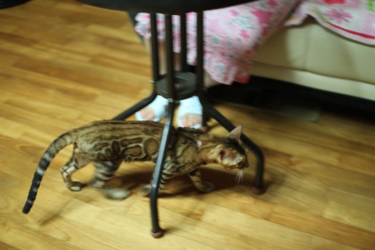 장난치다 지쳐서 헉헉 거리는 뱅갈고양이 워리어 예요~ 관련 이미지 4