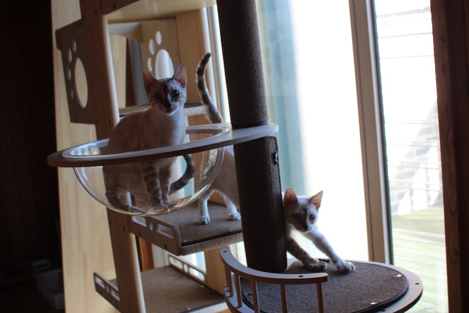 2층에 있는 뱅갈고양이 흰둥이들~ 관련 이미지 4