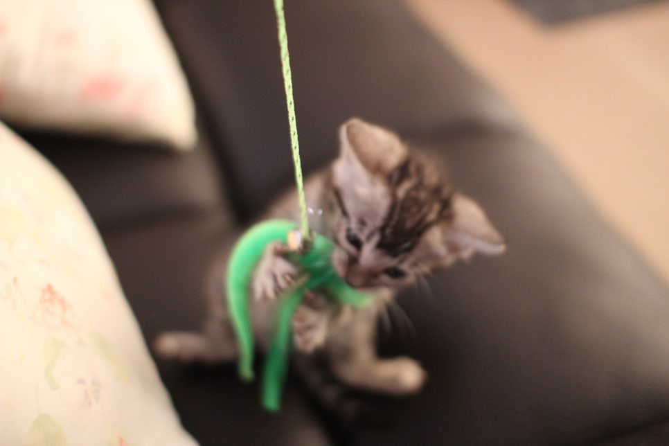 멋진 클라우드 로젯을 가진 실버뱅갈고양이 남아 입니다~ 관련 이미지 3