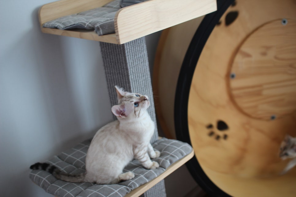 스노우뱅갈고양이 여아 분양해요~ 관련 이미지 8