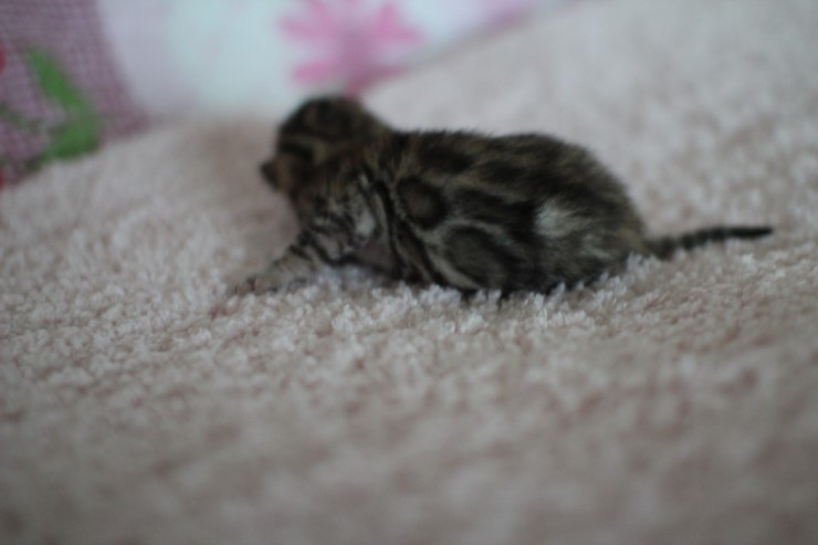 빅로젯 브라운 뱅갈고양이 꼬물이 여아예요 관련 이미지 1