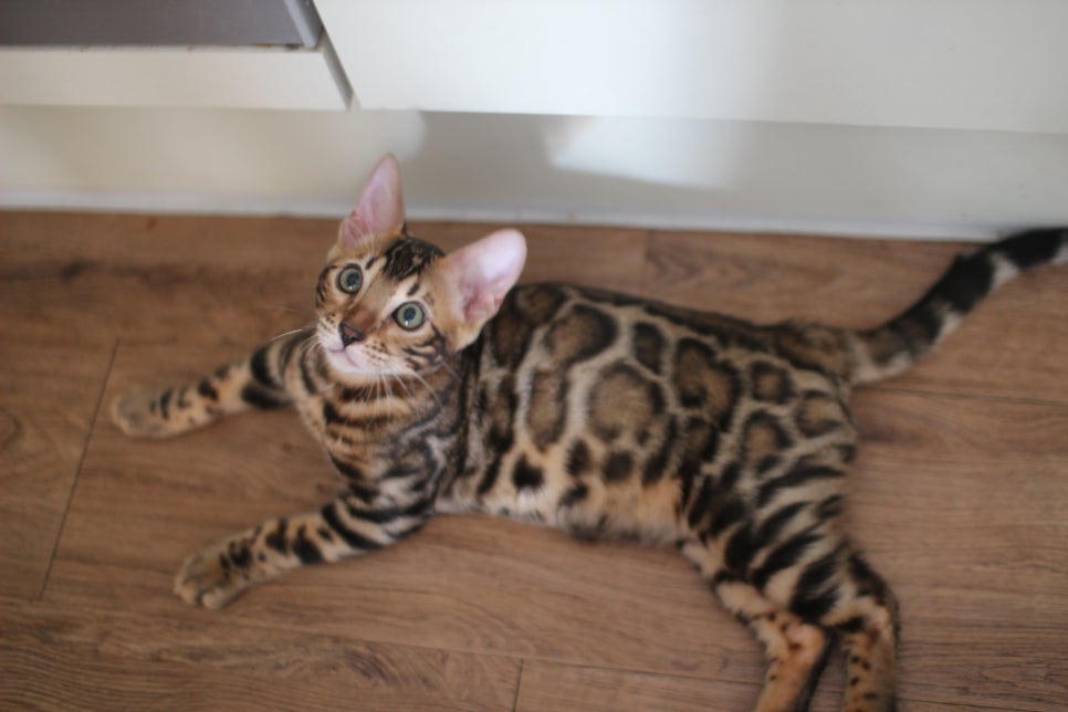 뱅갈고양이분양 애교가 넘치는 아이들 관련 이미지 2