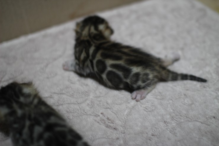 뱅갈고양이 자매 오늘 모습 입니다~ 관련 이미지 16