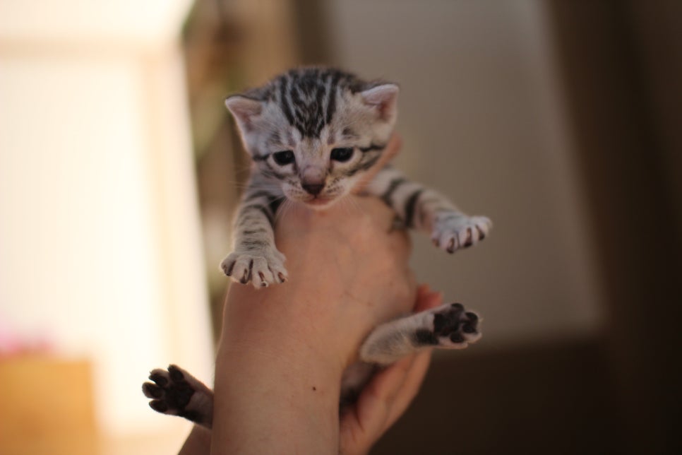 실버뱅갈고양이 여아 분양합니다~ 관련 이미지 3