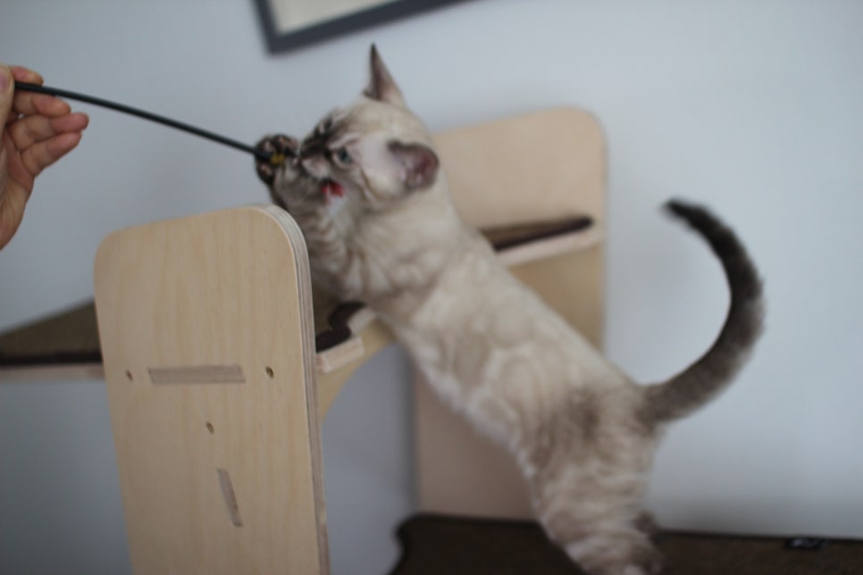 완전 강아지 같은 링스차콜 뱅갈고양이 남아 분양해여~ 관련 이미지 11