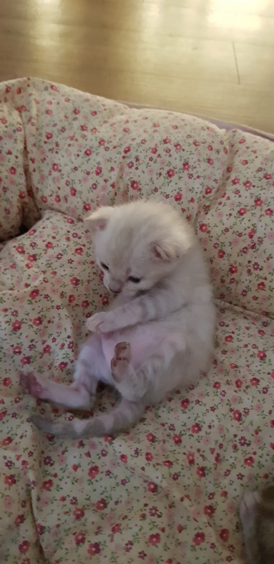 스노우뱅갈고양이 꼬맹이들 😍😍😍 관련 이미지 5