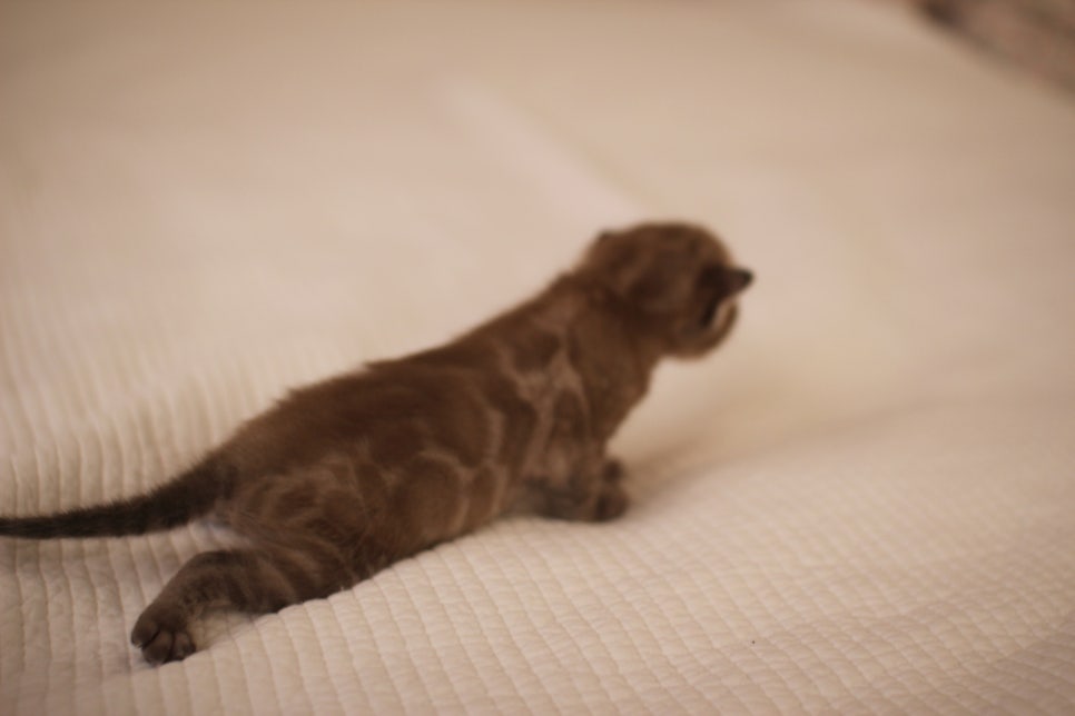 고퀄리티 스노우뱅갈고양이 아이들 분양합니다~ 관련 이미지 9