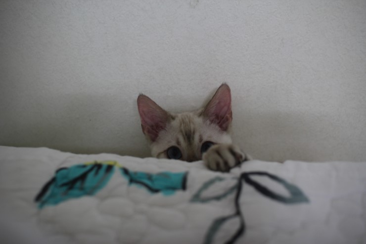 뱅갈고양이,뱅갈고양이 분양,초아가 신났어요~~~ 관련 이미지 9