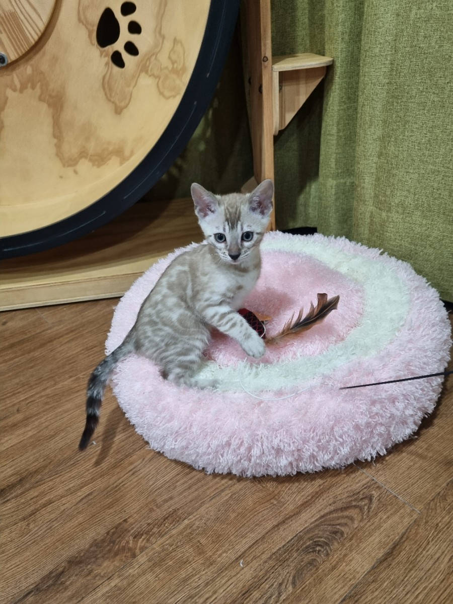 실밍크뱅갈고양이 남아 분양해요~ 관련 이미지 8