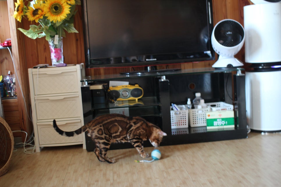 뱅갈고양이 블랙홀 강아지야 고양이야? ^^ 관련 이미지 8