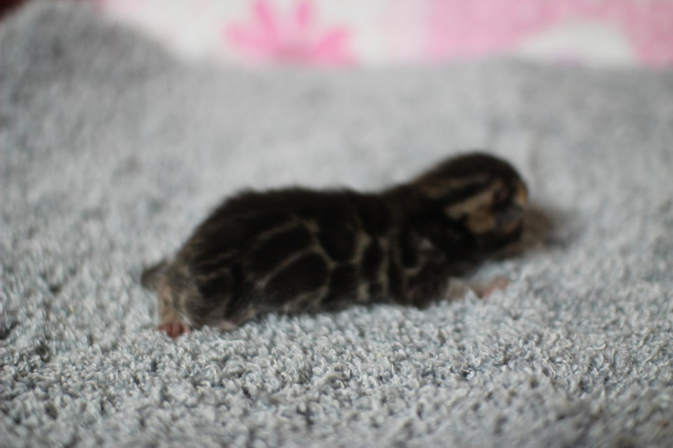 어메이징한 브라운 뱅갈고양이 남아가 태어났어요~ 관련 이미지 7
