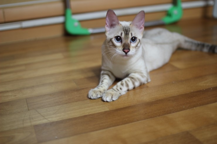 푸른 눈을 가진 스노우 뱅갈고양이 너무 이쁘죠 관련 이미지 9