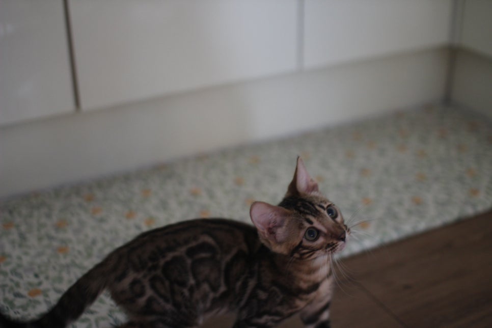 뱅갈고양이 강아지들 등장이요~~ 관련 이미지 16