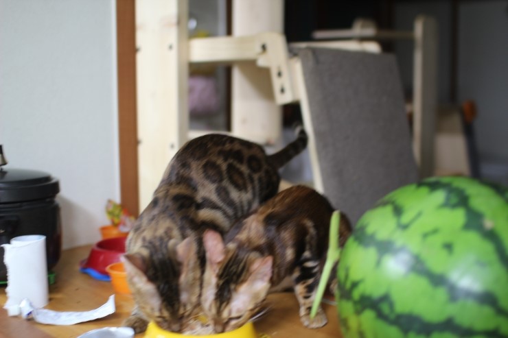 뱅갈고양이 아이들 일상... 관련 이미지 5