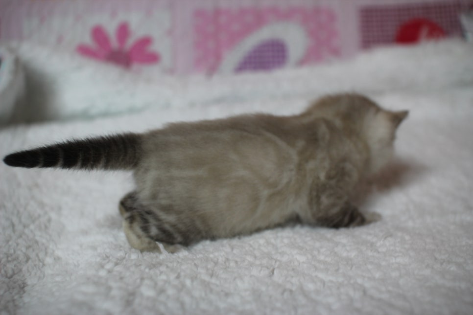 어메이징 스노우 뱅갈고양이 남아 많이 컸어요~ 관련 이미지 1