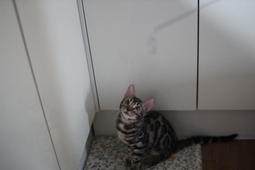 사람을 너무나 좋아하는 강아지 같은 뱅갈고양이 남아 분양해요^^ 관련 이미지 3