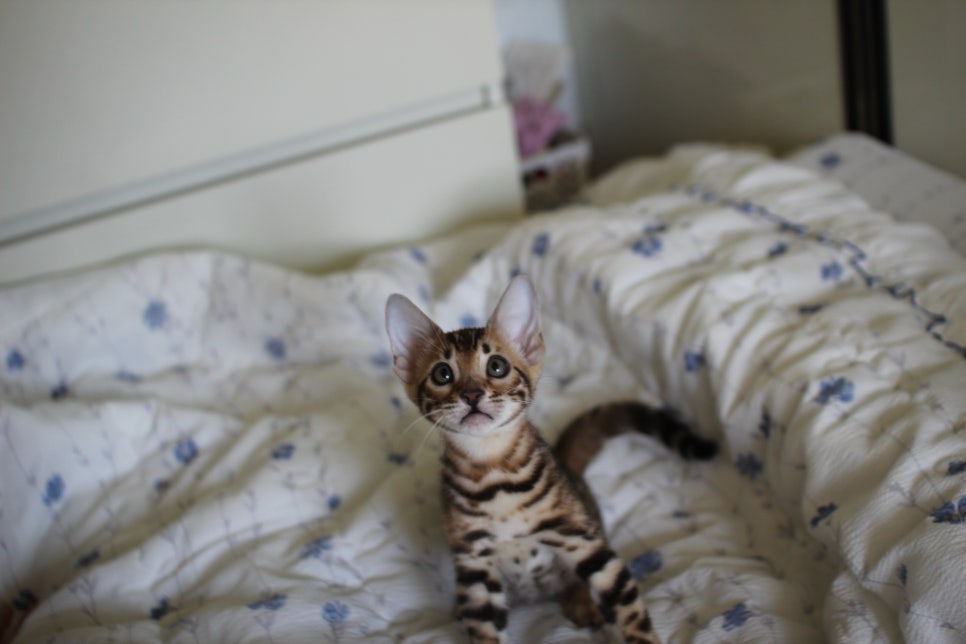 브라운 뱅갈고양이 자매 분양합니다~ 관련 이미지 10