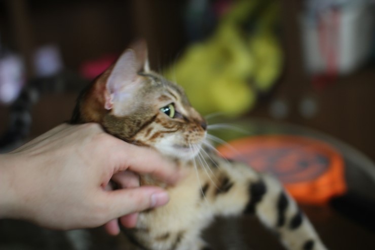 뱅갈고양이에 애교스러운 모습...이게 뱅갈고양이의 매력!!!!! 관련 이미지 8