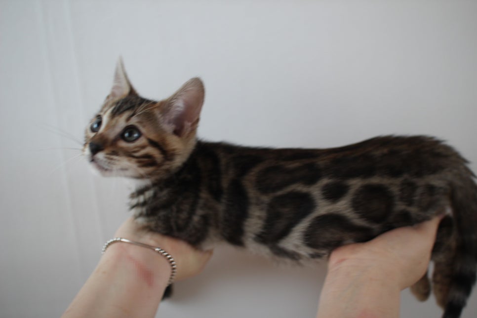 해외로 갈 브라운 뱅갈고양이 남아예요. 관련 이미지 3