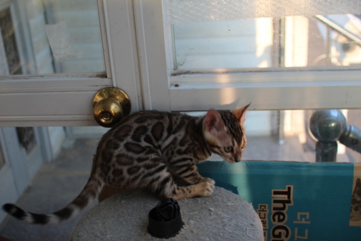 브라운 뱅갈고양이 키퍼 여아들~ 관련 이미지 8