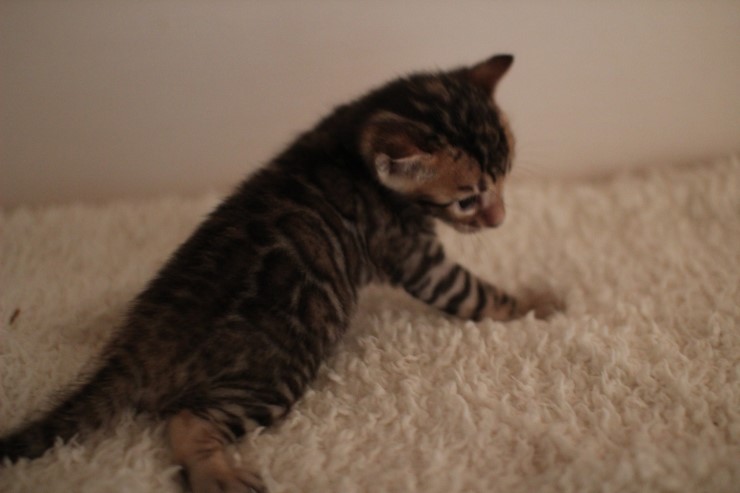 뱅갈고양이 꼬물이에서 꼬맹이 됬어요~ 관련 이미지 8