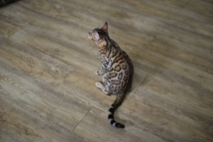 뱅갈고양이,뱅갈고양이 분양,멋지게 성장중인 숙자^^ 관련 이미지 6