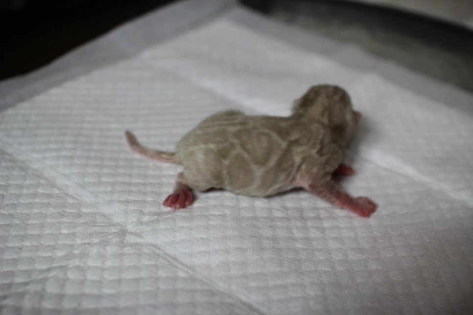 어메이징 스노우 뱅갈고양이 꼬물이 남아예요~ 관련 이미지 2