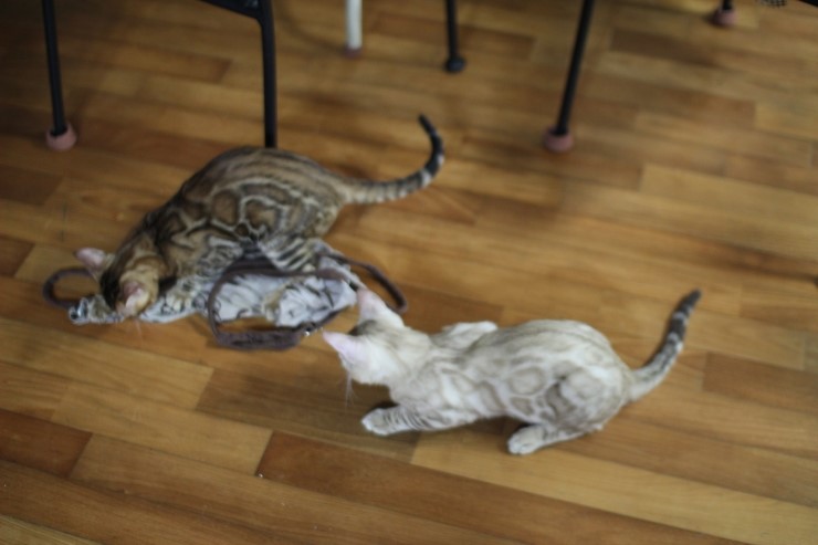 뱅갈고양이 까불이들 입니다~ 관련 이미지 5