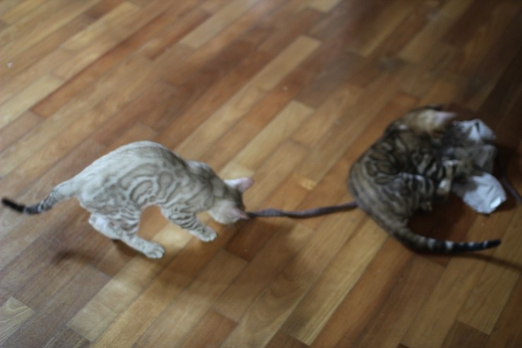 뱅갈고양이 까불이들 입니다~ 관련 이미지 10