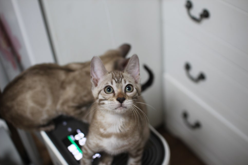 스노우뱅갈고양이 삼총사~ 관련 이미지 15