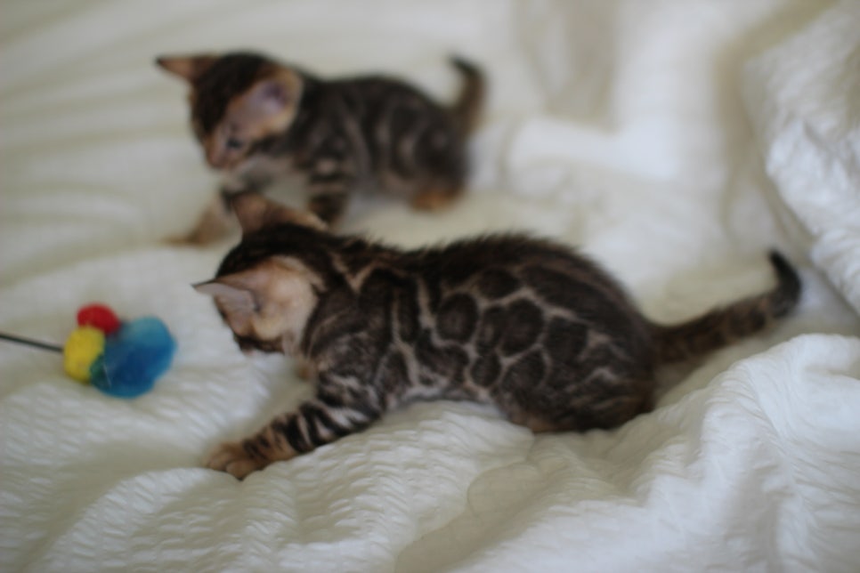 브라운 뱅갈고양이 남아2 분양합니다~ 관련 이미지 12