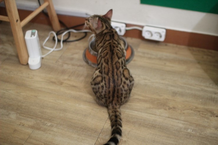 뱅갈고양이,뱅갈고양이 분양,귀여운 미녀 뱅갈고양이들 ㅎㅎㅎ 관련 이미지 9