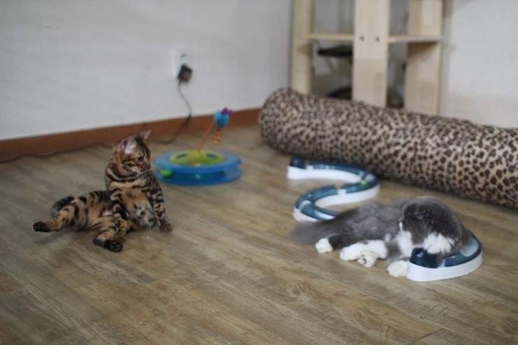 뱅갈고양이,뱅갈고양이분양,듬직한 신사 링컨이~~~ 관련 이미지 7