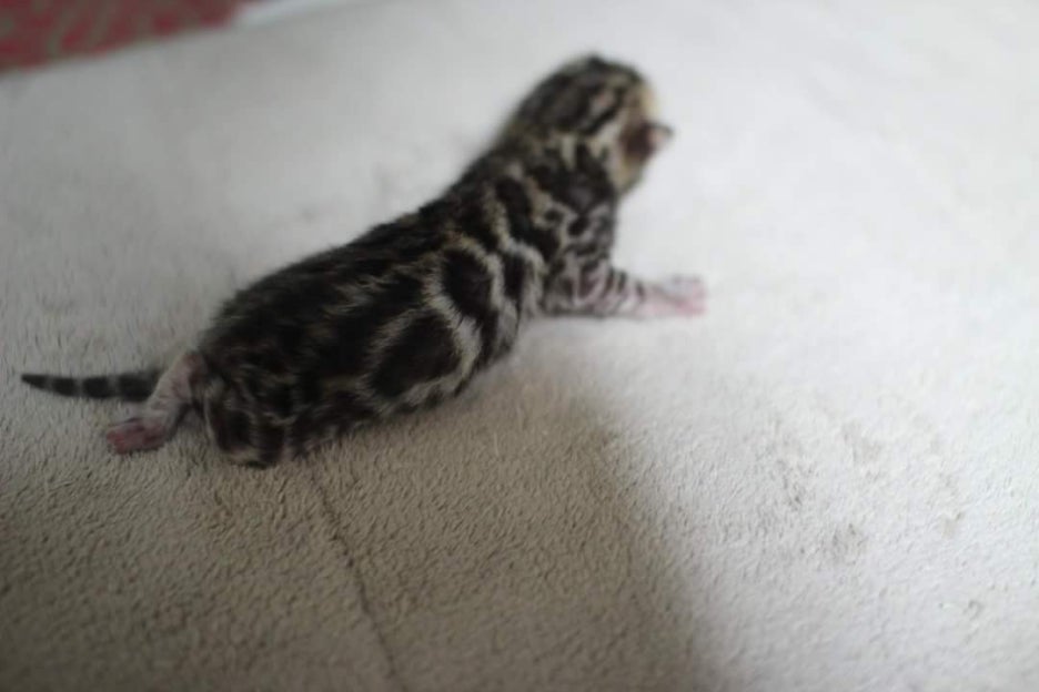 New litter 관련 이미지 6