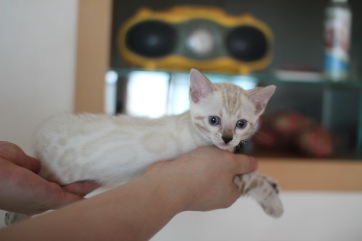 하얀 눈꽃송이 스노우뱅갈고양이 꼬맹이 여아예요 관련 이미지 10