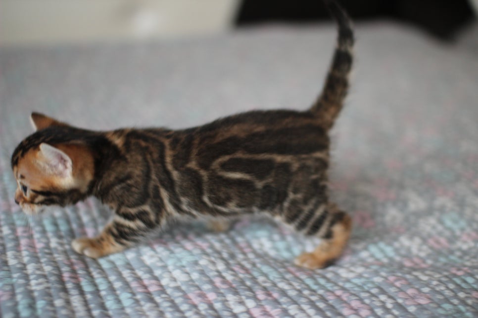 뱅갈고양이분양 동화속에 나오는 아이들! 관련 이미지 19