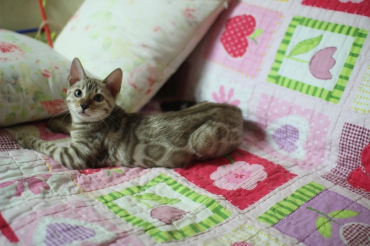 뱅갈고양이 세라와 소피아예요~ 관련 이미지 8