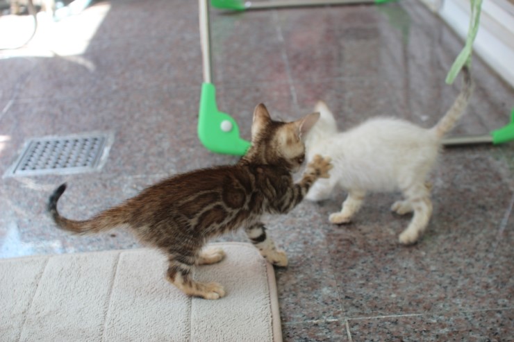 뱅갈고양이 꼬맹이들 한가로운 일상2~ 관련 이미지 1