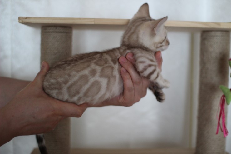 실밍크 뱅갈고양이 분양 남아 두아이 소개 합니다 관련 이미지 6