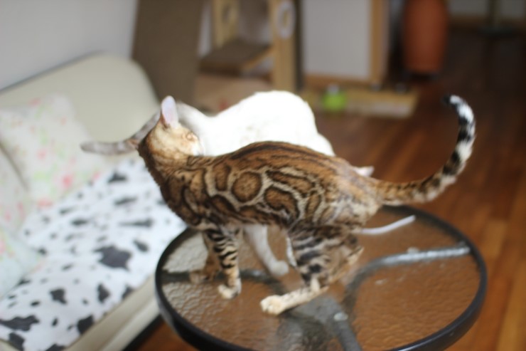 뱅갈고양이 새해 첫날~ 관련 이미지 4