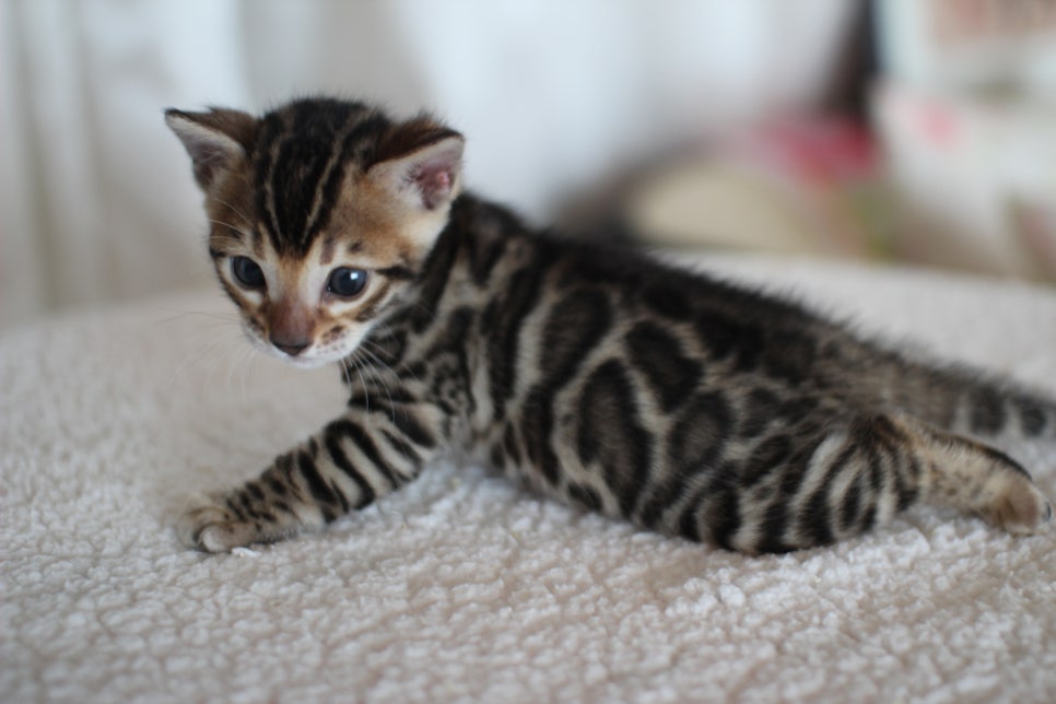 어메이징 브라운 뱅갈고양이 남아3~ 관련 이미지 5