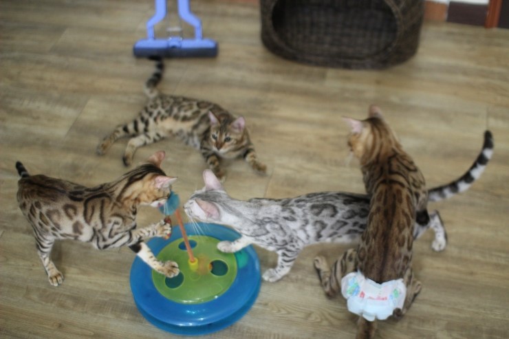 뱅갈고양이,실버뱅갈고양이,장난감 쟁탈전~~~ 관련 이미지 3