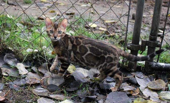 캐나다 부모묘 관련 이미지 1