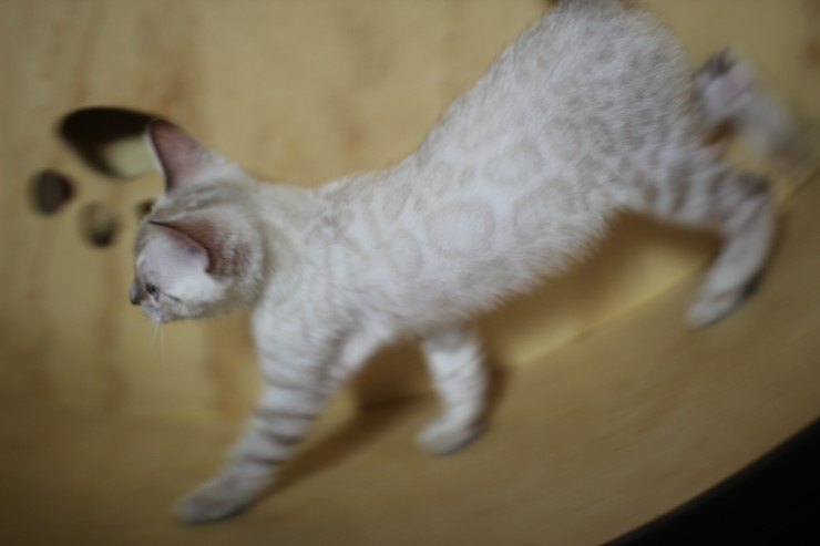 스노우 뱅갈고양이 흰둥아 달려라~ 관련 이미지 7