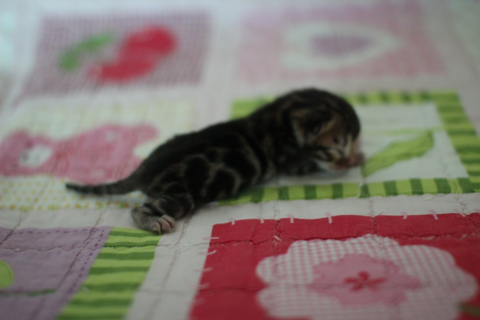 빅클라우드 로젯 브라운 뱅갈고양이 삼형제 입니다~ 관련 이미지 7