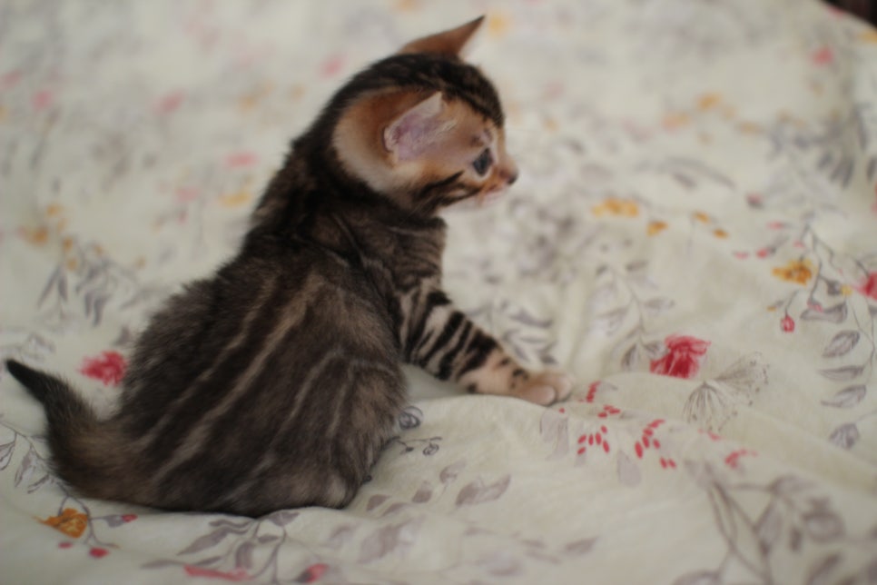 뱅갈고양이 꼬맹이 하루하루 쑥쑥 멋지게 성장중~ 관련 이미지 9