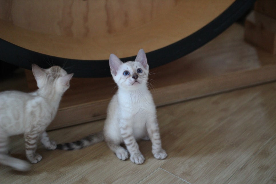 애교 넘치는 스노우뱅갈고양이 꼬맹이들~ 관련 이미지 4