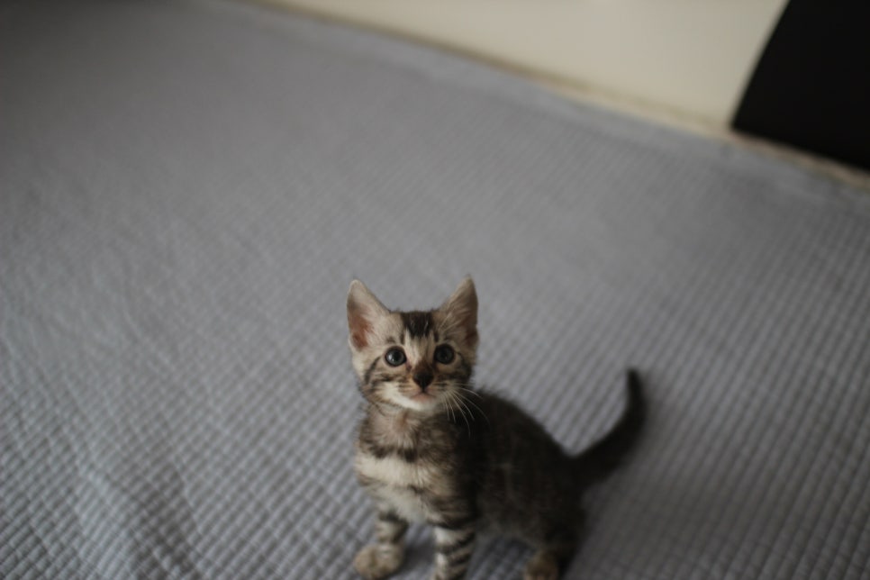 실버뱅갈고양이 남아 오늘 사진 찍었어요~ 관련 이미지 2